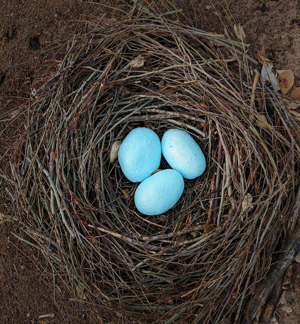 Robins by Patricia Innis