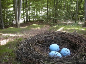 Robins! by Patricia Innis