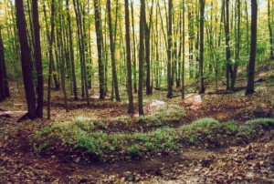 Serpent Mound by Patricia Innis