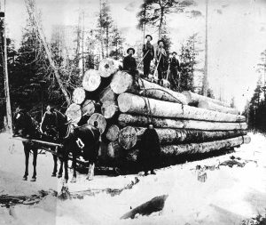 Transporting White Pine Logs on a Sled