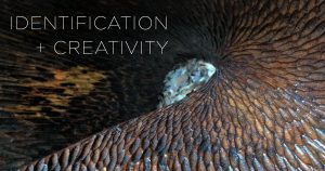 Identification and Creativity