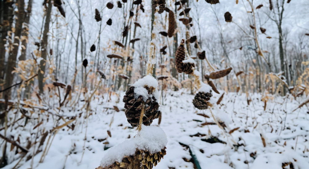 Pine Cone Forest installation in the winter